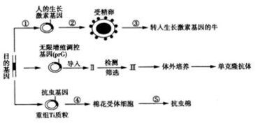 应用生物工程技术获取新型生物产品——以转人生长激素基因为例